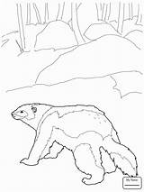 Wolverine Coloring Pages Animal Getdrawings sketch template