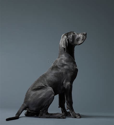 big dog side view picture  hd     lovepik