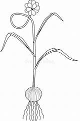 Garlic Bulb Stalk sketch template