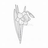 Flower Narcissus Malbuch sketch template