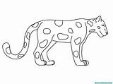 Jaguar Mewarnai Rainforest Animal sketch template