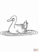 Coloring Pages Cholo Ducks Umbrellas Preschool Popular Getdrawings Getcolorings Coloringhome sketch template