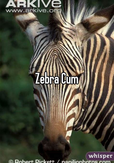 zebra cum
