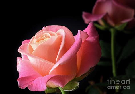 Pink Roses On Black Photograph By Sasha Samardzija