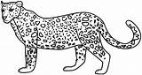Leopardo Leopardos Guepardo Mandalas sketch template