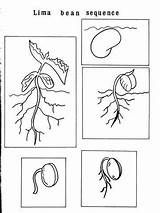 Para Planta Coloring Una Plant Pages Plantas Crecimiento Las Ciclo Preschool Life Worksheets Idea Imagen La Secuencia Unit Colorear Del sketch template