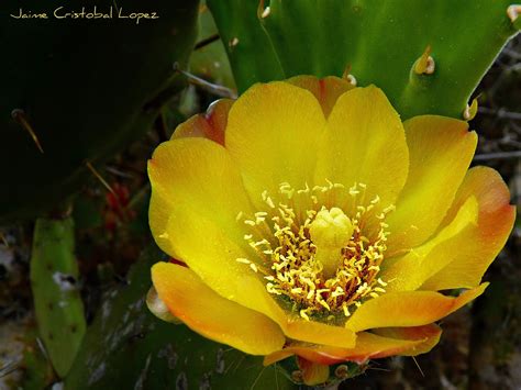 jaime ramos mendez flor de nopal en las inmediaciones de tarecuato michoacan fotografia de