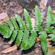 Afbeeldingsresultaten voor "aetideopsis Cristata". Grootte: 185 x 185. Bron: plants.ces.ncsu.edu