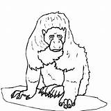 Scimmie Disegno Coloratutto sketch template