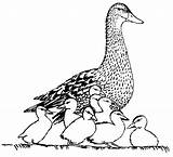 Ducks Duckling Coloring2print Dxf sketch template