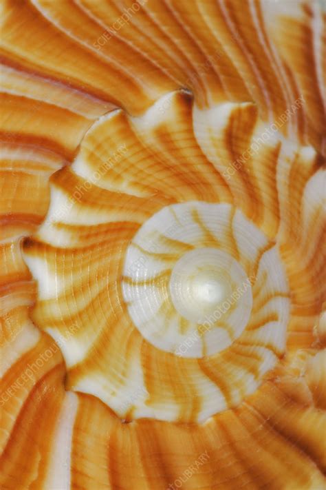 seashell patterns stock image  science photo library