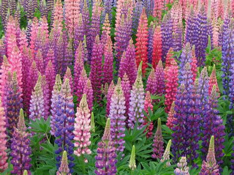 grow  care  lupines world  flowering plants