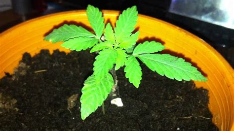2 week old weed plant my xxx hot girl