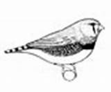 Zebra Finch Coloring Animals Pages sketch template
