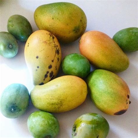 who wants a mango 📷 by dream jamaica mango jamaica