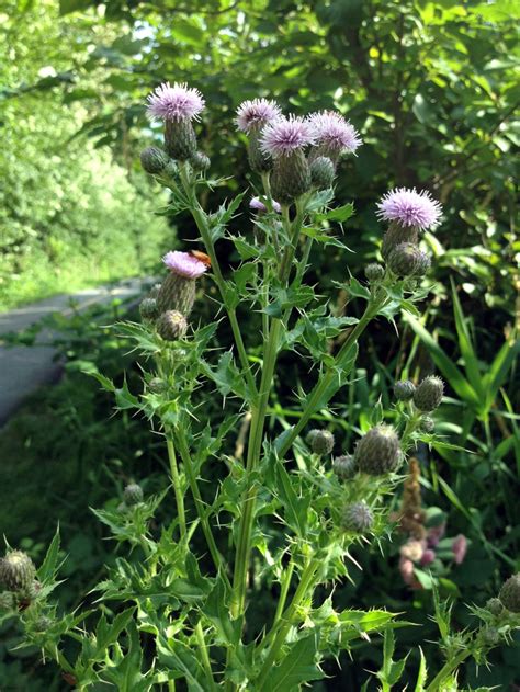 canada thistle iscmv