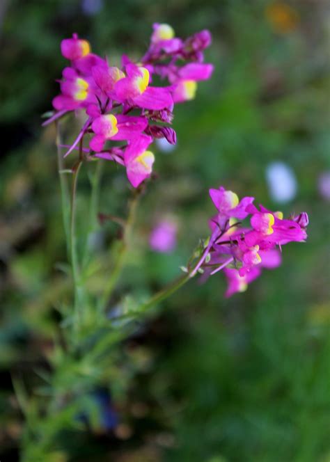 flauenflachsfairyligthsb garten wissen