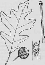 Quercus Fig Lyrata Fagaceae Plants sketch template