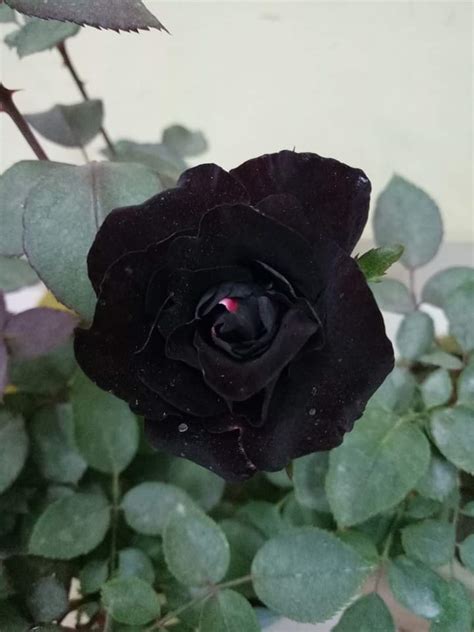 black rose flower plant  dhaka bangladesh home delivery