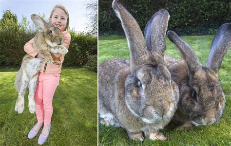 world s biggest bunny rabbit darius who weighs almost