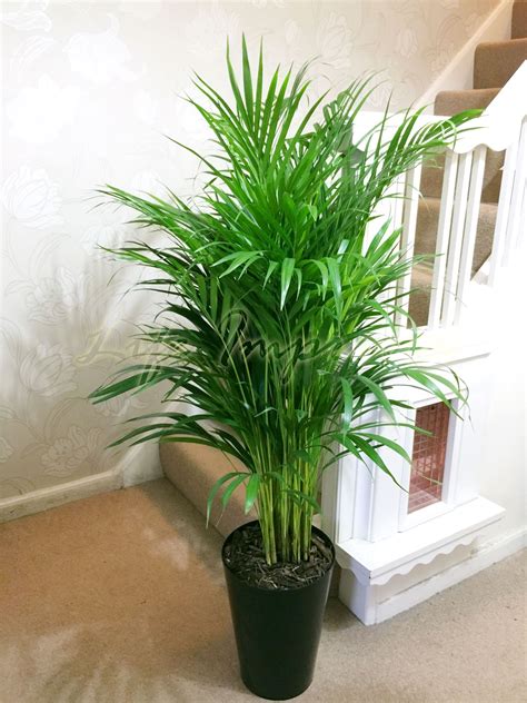 large evergreen office house plant indoor tree  gloss black tubus slim pot ebay