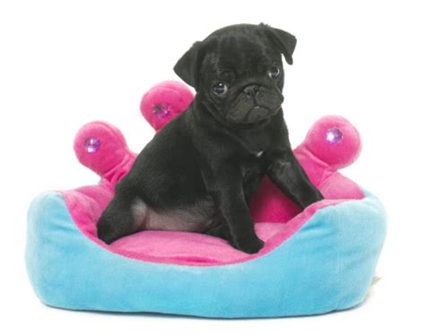 puppy black pug dog bed advisor