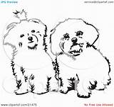 Maltese Fluffy Curiously sketch template