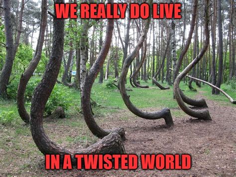 Image Tagged In Crooked Forest Funny Memes Imgflip