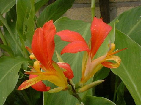 Plantfiles Pictures Canna Species Canna Lily Indian Shot Canna