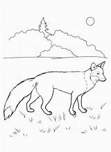 Malvorlage Fuchs sketch template