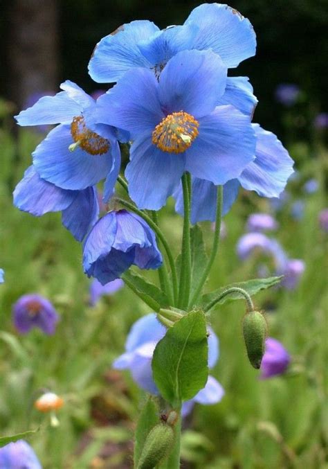 blaue fruehlingsblumen im topf und garten prachtvolle arten und