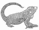 Coloring Iguana Zentangle Reptile Preview sketch template