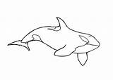 Orca Whale Coloring Pages Coloriage Orque Killer Printable Template Colouring Imprimer Print Whales Kids Animals Sea Dessin Colorier Animal Dessins sketch template