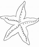 Starfish Coloring Pages Fish Amazing Star Printable Kids Designlooter Crafts Mesmerizing Beauty Animals Color 715px 41kb sketch template