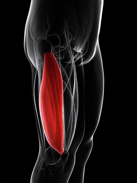 thigh muscle photograph  scieproscience photo library