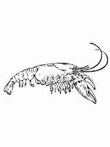 Coloring Crayfish Crawfish Drawing Shrimp Pages Eastern Getcolorings Color Getdrawings Printable sketch template