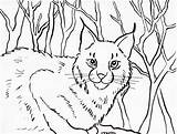 Bobcat Bobcats Lynx Samanthasbell sketch template