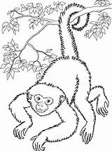 Coloring Monkey Spider Pages Library Clipart sketch template