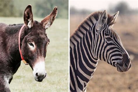 zoo  egypt turned  donkey   zebra  painted stripes shouts