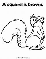 Coloring Squirrel Preschool Pages Comments sketch template