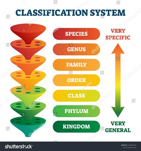 classification system vector illustration labeled taxonomic rank scheme educational species