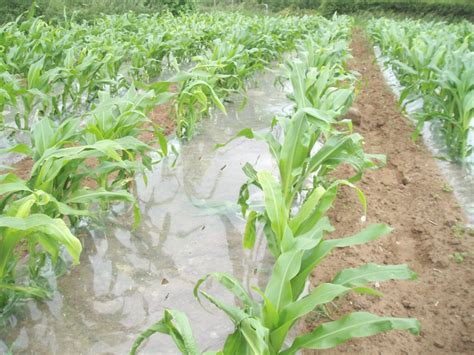 learn   growing maize agrilandie