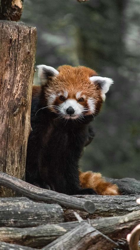 wildlife red panda bear image  photo