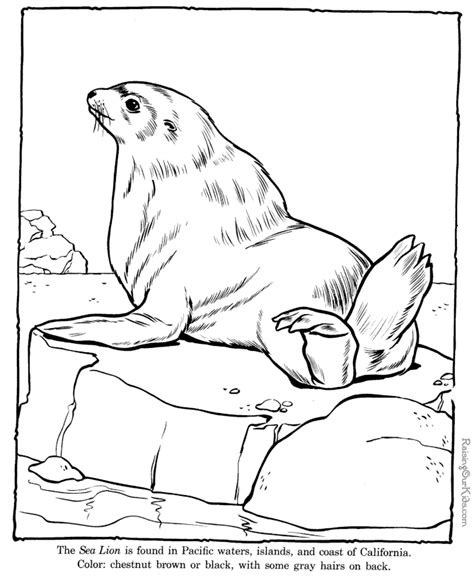 sea lion coloring pages zoo animals