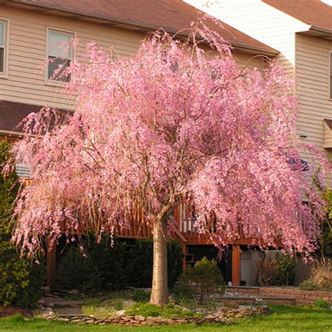 beautiful flowering tree ideas   home yard https