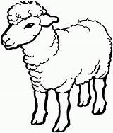 Kolorowanki Owce Dla sketch template