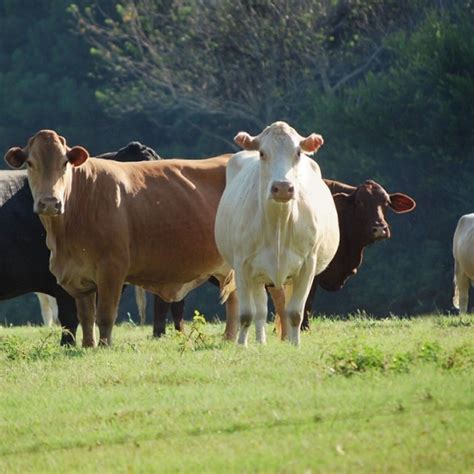 cattle farm farmcenta