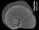 Afbeeldingsresultaten voor Atlanta echinogyra Anatomie. Grootte: 138 x 106. Bron: alchetron.com