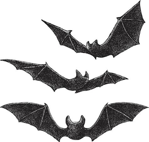 bats illustrations royalty  vector graphics clip art istock