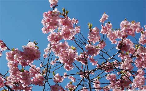makeup inspired  nature  cherry blossom tree mummys beauty corner